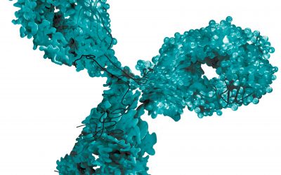 Neues Immunglobulin wird produziert